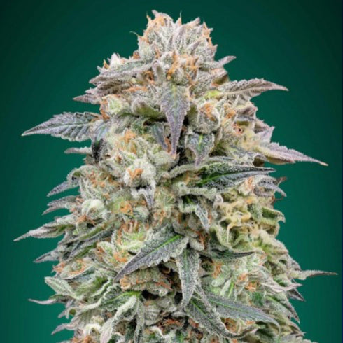 Advanced Seeds - Shark Widow CBD